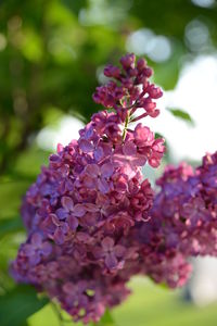 Close-up of pink flowering plant