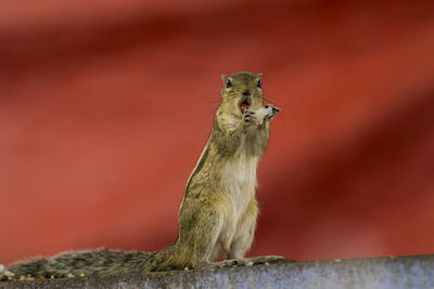 Squirrel on tree