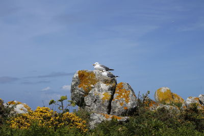 Low angle view of bird perching on rock against sky