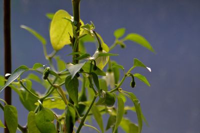 Close-up of plant