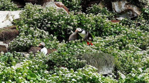 Puffins at hornøya