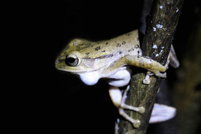 Close-up of frog on tree branch at night