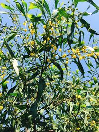 Low angle view of flower tree