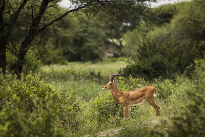 Side view of deer standing on field in forest