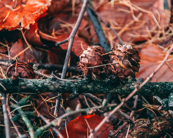 Close-up of dry plant