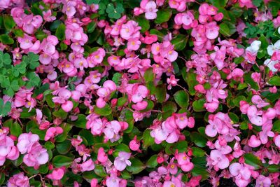 Full frame shot of pink flowering plants