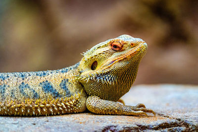 Close-up of lizard on rock