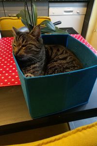 High angle view of cat at home