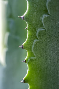 Full frame shot of succulent plant