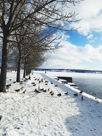 Bare trees on snow covered land against sky