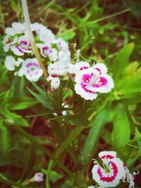 Close-up of pink flowers blooming outdoors