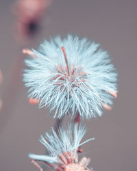 Close-up of dandelion flower