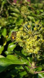 Close-up of insect on flower