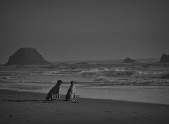 View of dog on beach