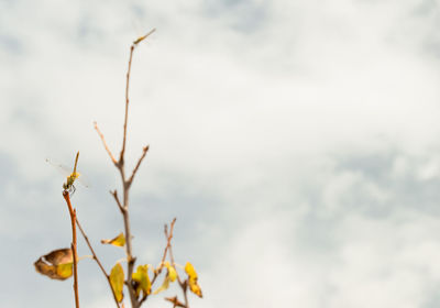 Close-up of yellow flowering plant against sky