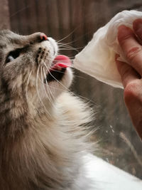 Close-up of a cat