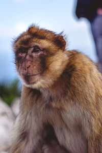 Close-up of monkey looking away