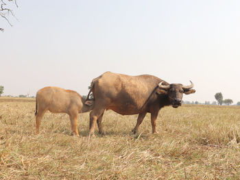 A thai young buffalo is eating her mother's milk in a rice field.