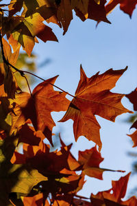 Low angle view of leaves on tree