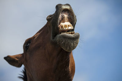 Close-up of a horse against the sky