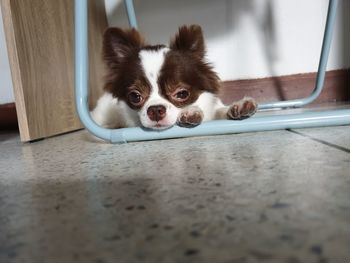 Portrait of dog on floor at home