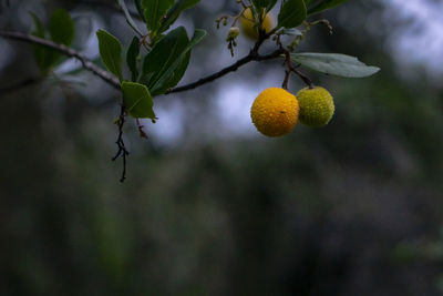 Close-up of fruit growing on tree