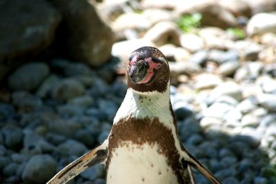 Close-up of bird