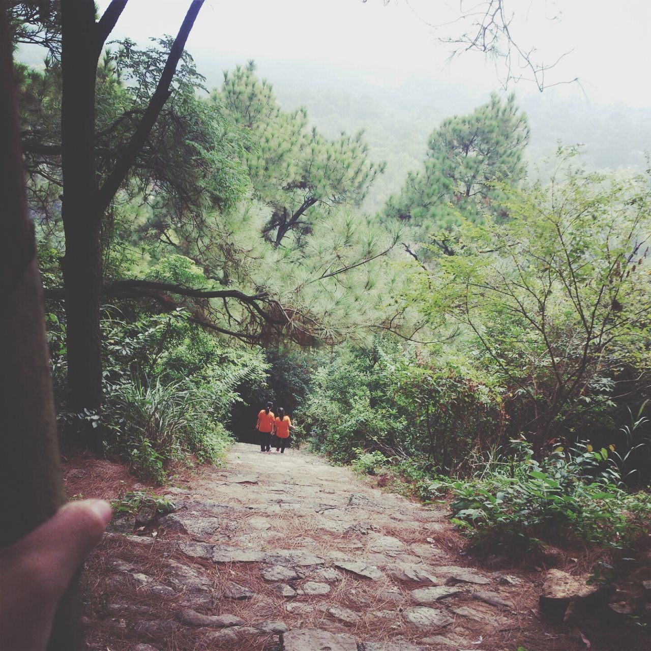 human hand, tree, one person, real people, human body part, personal perspective, holding, lifestyles, day, leisure activity, outdoors, nature, animal themes, close-up, palm, beauty in nature, sky, people