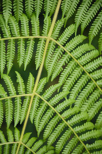 Full frame shot of leaf