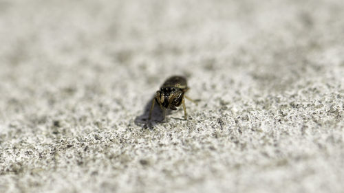 Close-up of insect on ground