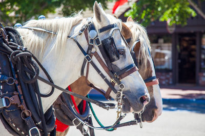 Close-up of horses