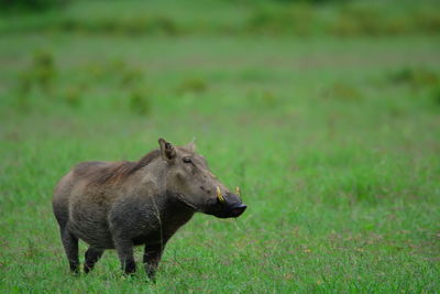 Warthog on grassy field