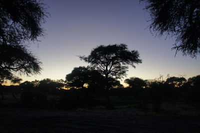 Silhouette of trees on landscape at sunset