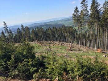 Plants growing on land against sky