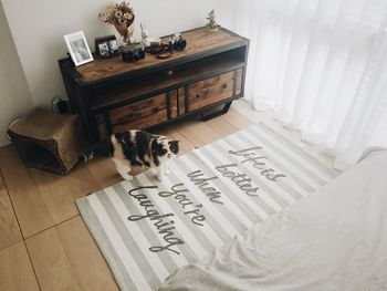 Cat on book at home