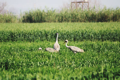 Birds on grassy field
