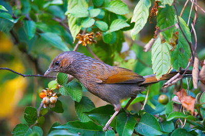 Close-up of bird perching on branch