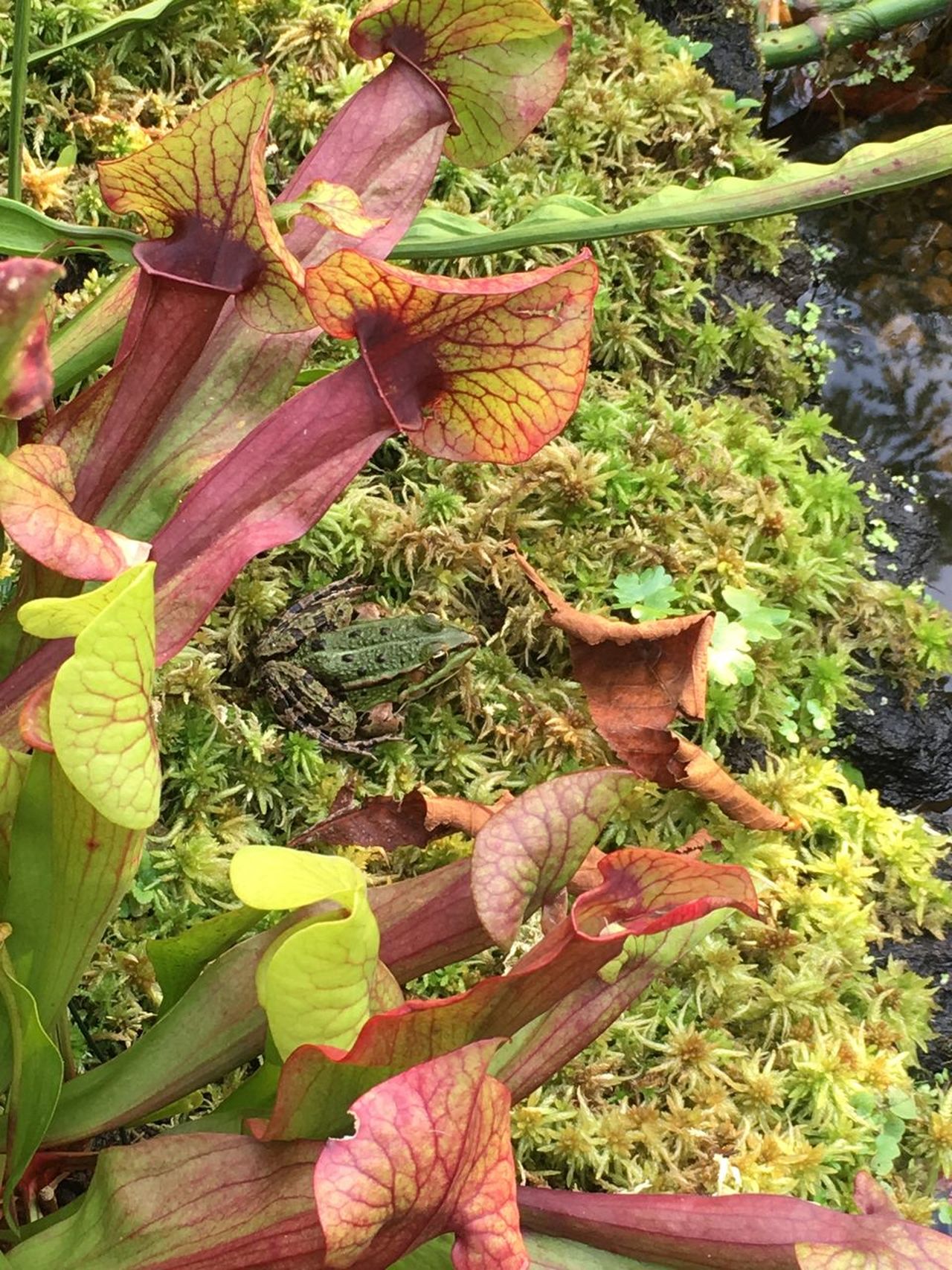 Beside the pond