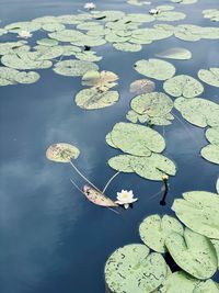 High angle view of lily pads in lake