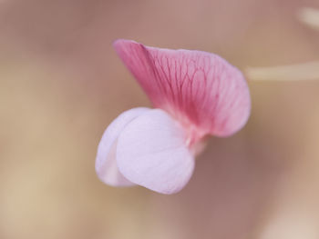 Close-up of pink flower blooming outdoors