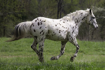 Horse in a field