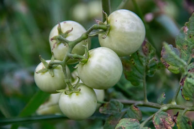 Close-up of plant