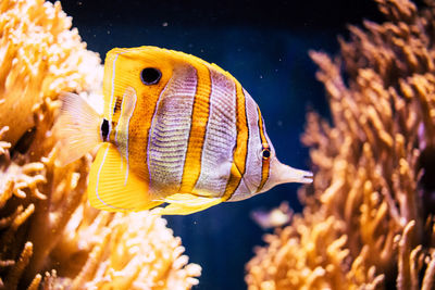 Close-up of fish swimming in sea