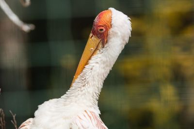 Close-up of a bird