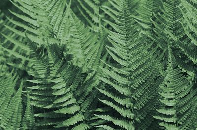 High angle view of fern leaves