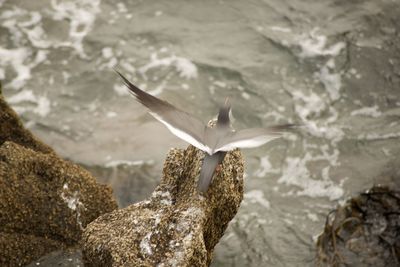 Seagulls flying over sea