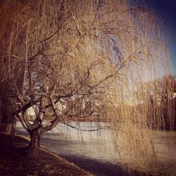 Trees in water