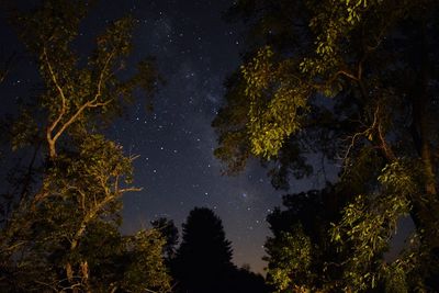 Low angle view of trees against sky at night