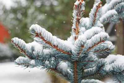 Close-up of frozen pine tree during winter