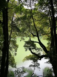 Trees growing in forest